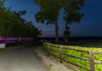 SBD Darkness into Light in Leopardstown Racecourse gallery image thumbnail